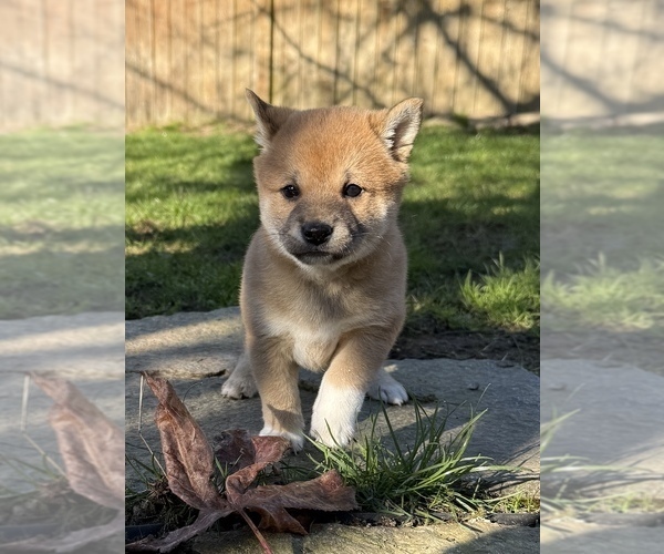 Medium Photo #5 Shiba Inu Puppy For Sale in SNOHOMISH, WA, USA