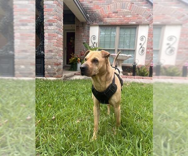 Medium Photo #1 Chinese Shar-Pei-Unknown Mix Puppy For Sale in San Antonio, TX, USA