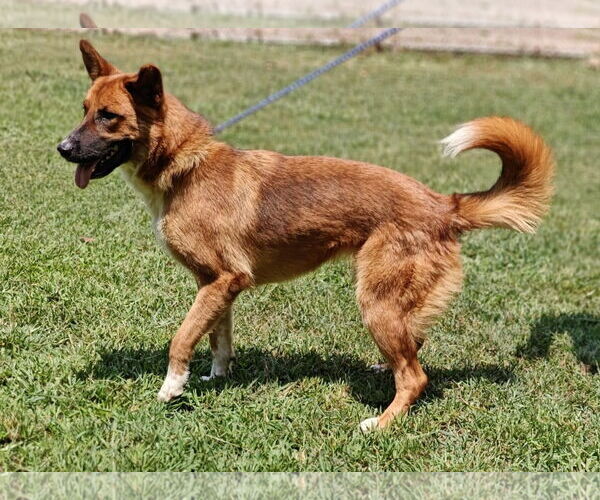 Medium Photo #13 Mutt Puppy For Sale in Talladega, AL, USA