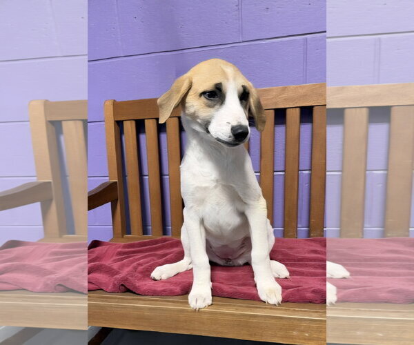 Medium Photo #1 Labrenees Puppy For Sale in Genesee, WI, USA