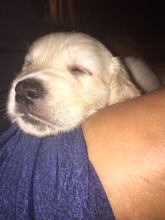 Medium Photo #1 Golden Retriever Puppy For Sale in BUFORD, GA, USA
