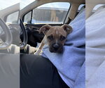 Small #6 Boxer Mix