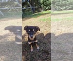 Small #2 Australian Shepherd-Boxer Mix