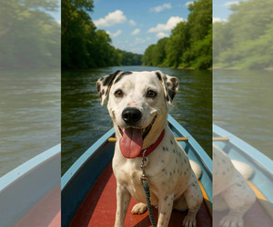 Dalmatian-Labrador Retriever Mix Dogs for adoption in Rustburg, VA, USA
