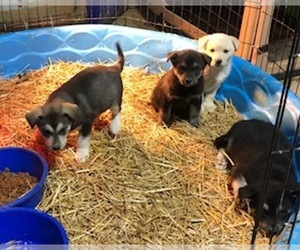 Alaskan Malamute-German Shepherd Dog Mix Puppy for sale in CONVERSE, IN, USA
