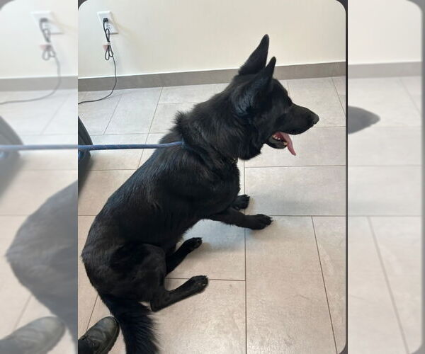 Medium Photo #2 German Shepherd Dog Puppy For Sale in Winston Salem, NC, USA