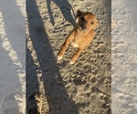 Small Photo #13 Rhodesian Ridgeback Puppy For Sale in MORONGO VALLEY, CA, USA