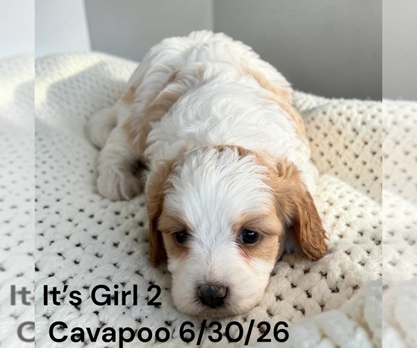 Medium Photo #15 Cavapoo (Miniature) Puppy For Sale in MONTPELIER, OH, USA