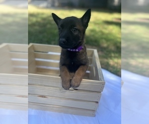 Belgian Malinois Puppy for Sale in LOS ANGELES, California USA