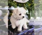 Small Photo #2 Maltese Puppy For Sale in HARRISONBURG, VA, USA