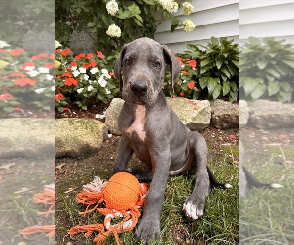 Medium Photo #3 Great Dane Puppy For Sale in MIDDLEBURY, IN, USA