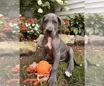 Small #2 Great Dane