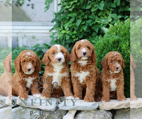 Medium Photo #2 Goldendoodle (Miniature) Puppy For Sale in LITITZ, PA, USA