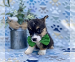 Pembroke Welsh Corgi Puppy for sale in LANCASTER, PA, USA