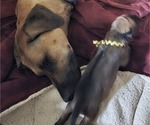 Small #6 Rhodesian Ridgeback