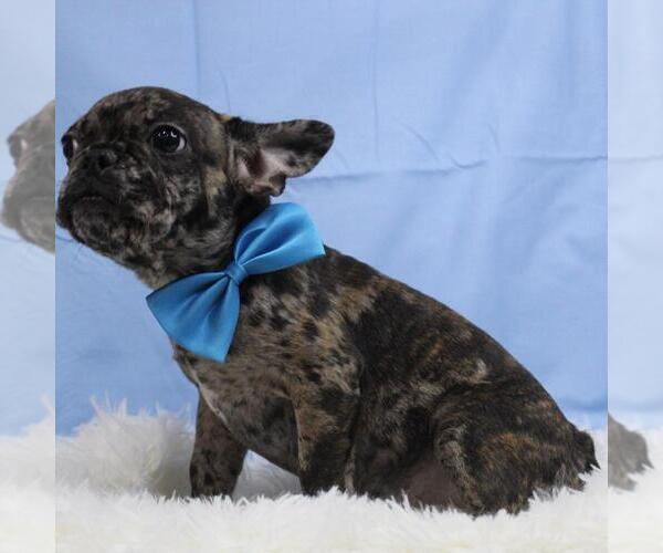 Medium Photo #3 French Bulldog Puppy For Sale in VIRGINIA BEACH, VA, USA