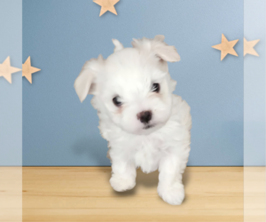 Maltese Puppy for sale in PLACITAS, NM, USA