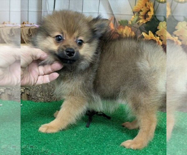 Medium Photo #1 Pomeranian Puppy For Sale in HAMMOND, IN, USA
