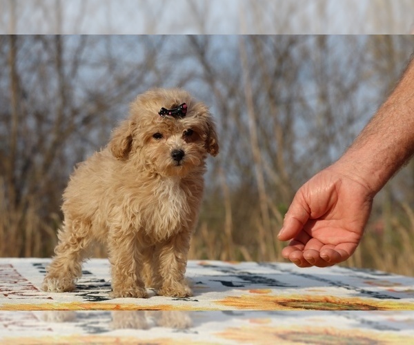 Medium Photo #24 Poodle (Toy) Puppy For Sale in DYERSBURG, TN, USA