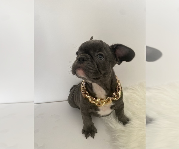 Medium Photo #3 French Bulldog Puppy For Sale in NEW MILFORD, CT, USA