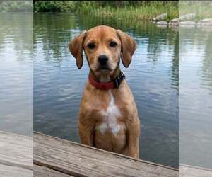 Labrador Retriever-Unknown Mix Dogs for adoption in Mount Laurel, NJ, USA