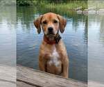 Small Labrador Retriever Mix