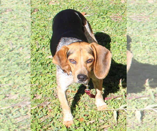 Medium Photo #6 Beagle Puppy For Sale in Dunnellon, FL, USA
