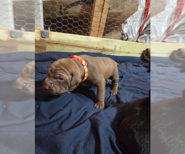 Medium Photo #4 American Pit Bull Terrier Puppy For Sale in CHARLOTTE, NC, USA