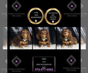 Dachshund Puppy for sale in WARSAW, IN, USA