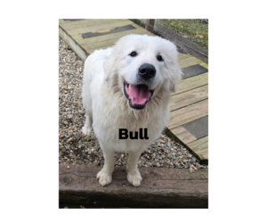 Great Pyrenees-Unknown Mix Dogs for adoption in Woodsfield, OH, USA