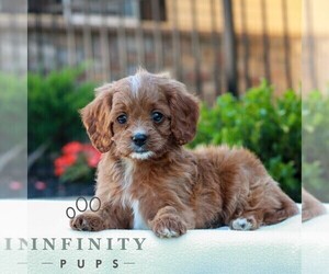 Cavapoo (Miniature) Puppy for sale in LITITZ, PA, USA