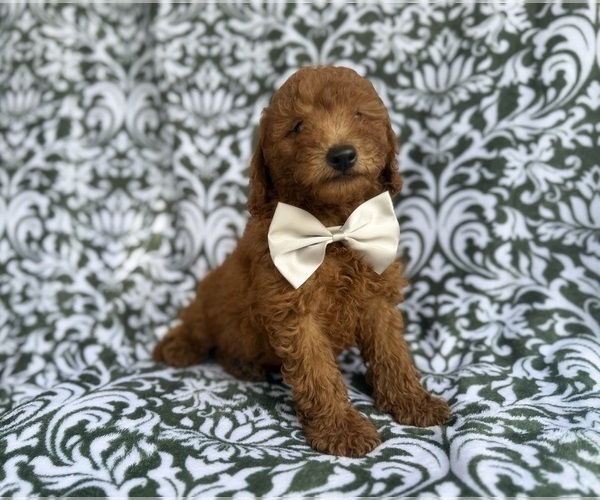Medium Photo #10 Goldendoodle (Miniature) Puppy For Sale in LAKELAND, FL, USA