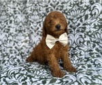 Small #9 Goldendoodle (Miniature)