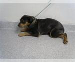 Small Labrador Retriever Mix