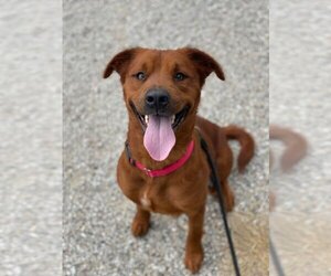 Mutt Dogs for adoption in Evansville, IN, USA