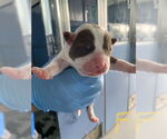 Small American Pit Bull Terrier