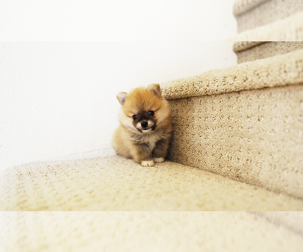 Medium Photo #4 Pomeranian Puppy For Sale in LAS VEGAS, NV, USA