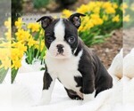 Small Photo #4 Boston Terrier Puppy For Sale in MANHEIM, PA, USA