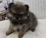 Small #2 Pomeranian
