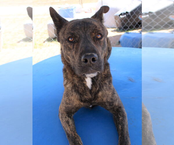Medium Photo #3 Holland Shepherd-Unknown Mix Puppy For Sale in Apple Valley, CA, USA