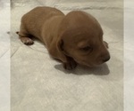 Small #2 Dachshund