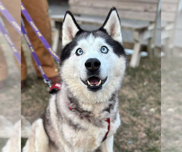 Medium Photo #1 Siberian Husky Puppy For Sale in Matawan, NJ, USA