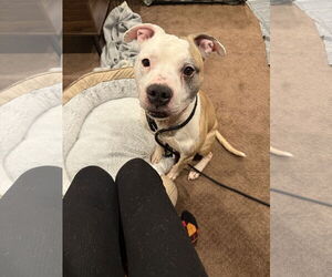 Staffordshire Bull Terrier-Unknown Mix Dogs for adoption in Princeton, MN, USA