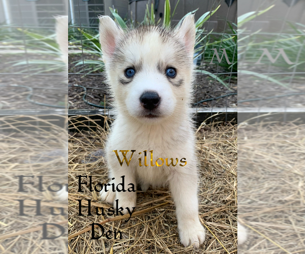 Medium Photo #2 Siberian Husky Puppy For Sale in NEW PORT RICHEY, FL, USA
