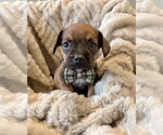 Small French Bull Weiner