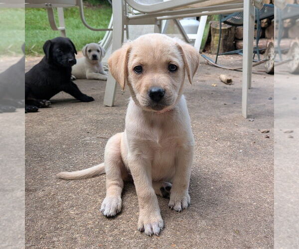 Medium Photo #8 Golden Retriever-Unknown Mix Puppy For Sale in Vail, AZ, USA