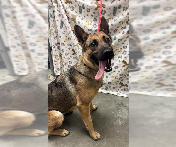 Medium Photo #1 German Shepherd Dog Puppy For Sale in Rosenberg, TX, USA