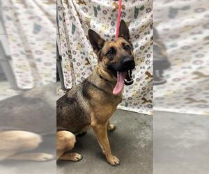 German Shepherd Dog Dogs for adoption in Rosenberg, TX, USA