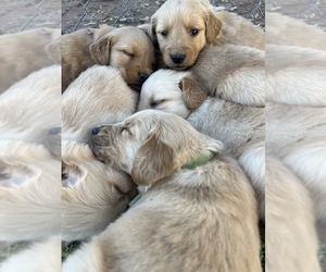 Golden Retriever Puppy for sale in DEER LODGE, TN, USA
