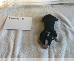Small Photo #3 Australian Shepherd Puppy For Sale in SAINT MATTHEWS, SC, USA